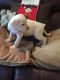 American Bulldog Puppies for sale in US Hwy 19 N, Pinellas Park, FL, USA. price: NA