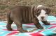 American Bulldog Puppies for sale in Virginia Beach, VA, USA. price: NA