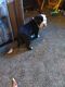 American Bulldog Puppies for sale in Essexville, MI 48732, USA. price: NA