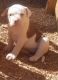 American Bulldog Puppies for sale in 32901 CA-1, Fort Bragg, CA 95437, USA. price: NA