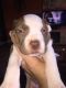 American Bulldog Puppies for sale in 32901 CA-1, Fort Bragg, CA 95437, USA. price: NA