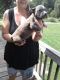 American Bulldog Puppies for sale in Randleman, NC 27317, USA. price: NA