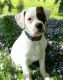 American Bulldog Puppies for sale in Hillsboro, OH 45133, USA. price: NA