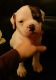 American Bulldog Puppies for sale in Hillsboro, OH 45133, USA. price: NA