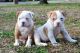 American Bulldog Puppies