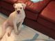 American Bulldog Puppies for sale in Scannell Court, 1, Abingdon, MD 21085, USA. price: NA
