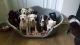 American Bulldog Puppies for sale in Visalia, CA, USA. price: NA