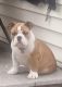 American Bulldog Puppies for sale in Mahopac, NY 10541, USA. price: NA
