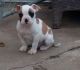 American Bulldog Puppies for sale in Wichita, KS, USA. price: $600