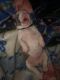 American Bulldog Puppies for sale in Fayetteville, NC, USA. price: NA