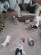 American Bulldog Puppies for sale in Trevose, Feasterville-Trevose, PA, USA. price: NA