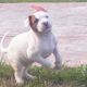 American Bulldog Puppies for sale in Sarasota, FL, USA. price: $1,200