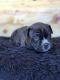 American Bulldog Puppies for sale in Richmond, CA, USA. price: NA