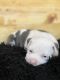 American Bulldog Puppies for sale in Richmond, CA, USA. price: NA