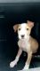 American Bulldog Puppies for sale in Miami, FL, USA. price: NA