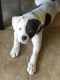 American Bulldog Puppies for sale in Oxnard, CA, USA. price: NA
