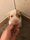 American Bulldog Puppies for sale in Idaho Falls, ID 83402, USA. price: NA
