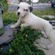 American Bulldog Puppies for sale in Whiteford, MD 21160, USA. price: NA