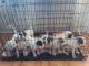 American Bulldog Puppies for sale in Wildomar, CA, USA. price: NA