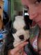 American Bulldog Puppies for sale in Reeseville, WI 53579, USA. price: $650