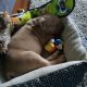 American Bulldog Puppies for sale in Torrington, CT, USA. price: $1,300
