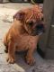 American Bulldog Puppies for sale in San Marcos, CA, USA. price: NA