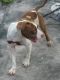 American Bulldog Puppies for sale in West Palm Beach, FL, USA. price: $300