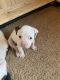 American Bulldog Puppies for sale in Peyton, CO 80831, USA. price: $800