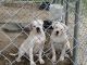 American Bulldog Puppies for sale in Stantonsburg, NC 27883, USA. price: NA