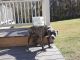 American Bulldog Puppies for sale in Barnesville, PA 18214, USA. price: NA