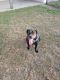 American Bulldog Puppies for sale in Fort Stewart, GA, USA. price: NA