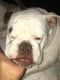 American Bulldog Puppies for sale in 531 N Mountain View Pl, Fullerton, CA 92831, USA. price: NA