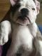 American Bulldog Puppies for sale in 531 N Mountain View Pl, Fullerton, CA 92831, USA. price: NA