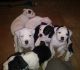 American Bulldog Puppies for sale in Harrisburg, PA 17110, USA. price: $550