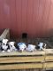 American Bulldog Puppies for sale in Oklahoma City, OK, USA. price: $800
