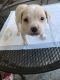 American Bulldog Puppies for sale in Valdosta, GA, USA. price: NA