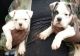 American Bulldog Puppies for sale in Fort Washington, MD, USA. price: $700