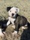 American Bulldog Puppies for sale in Alex, OK 73002, USA. price: NA