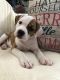 American Bulldog Puppies for sale in Maricopa, AZ, USA. price: NA