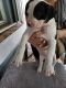 American Bulldog Puppies for sale in Miami, FL 33186, USA. price: NA