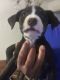 American Bulldog Puppies for sale in 1002 Signet St, Dallas, TX 75203, USA. price: $250