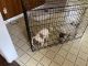 American Bulldog Puppies for sale in Louisville, KY, USA. price: $350