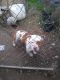 American Bulldog Puppies for sale in 1011 Empire Ave, Modesto, CA 95354, USA. price: NA