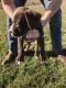 American Bulldog Puppies for sale in Greenwood, IN, USA. price: NA