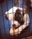 American Bulldog Puppies for sale in Munford, TN 38058, USA. price: NA