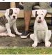 American Bulldog Puppies for sale in Baltimore, MD, USA. price: $1,200