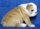 American Bulldog Puppies for sale in Seattle, WA, USA. price: NA
