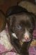 American Bulldog Puppies for sale in 13045 Royal Lake Dr, Conroe, TX 77303, USA. price: NA