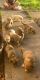 American Bulldog Puppies for sale in 5003 Tom Stafford Dr, San Antonio, TX 78219, USA. price: NA