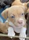 American Bulldog Puppies for sale in Hoover, AL, USA. price: $100
